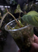Philodendron micans • variegated