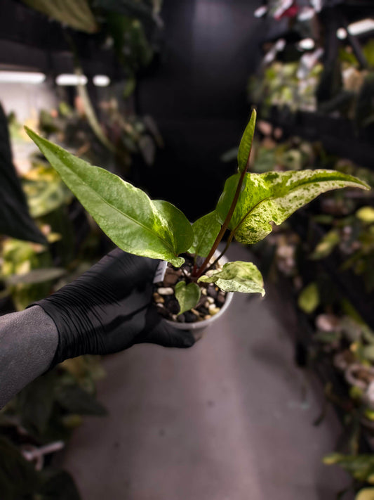 Anthurium hookeri variegated ✨