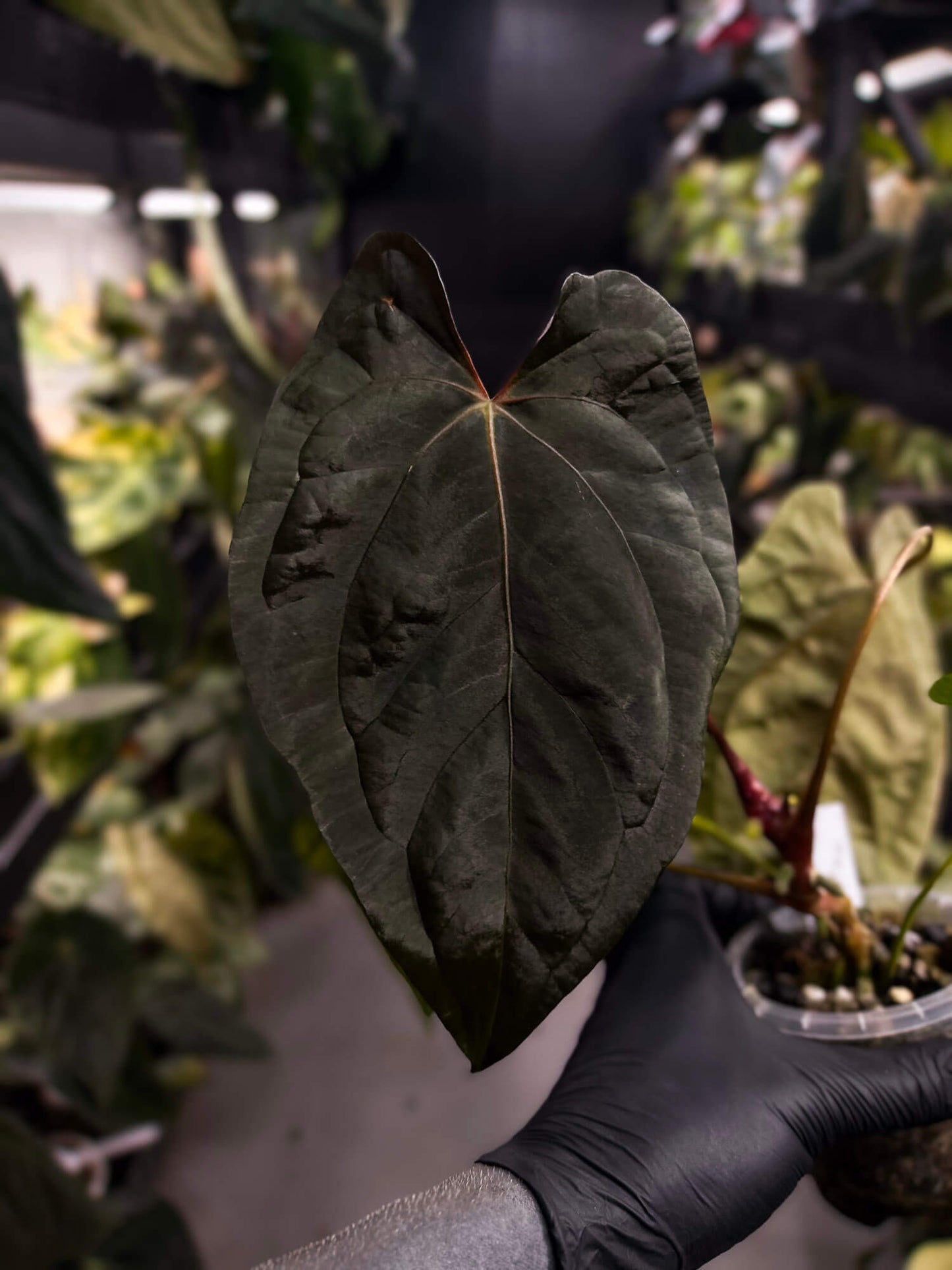 Anthurium #Moloch