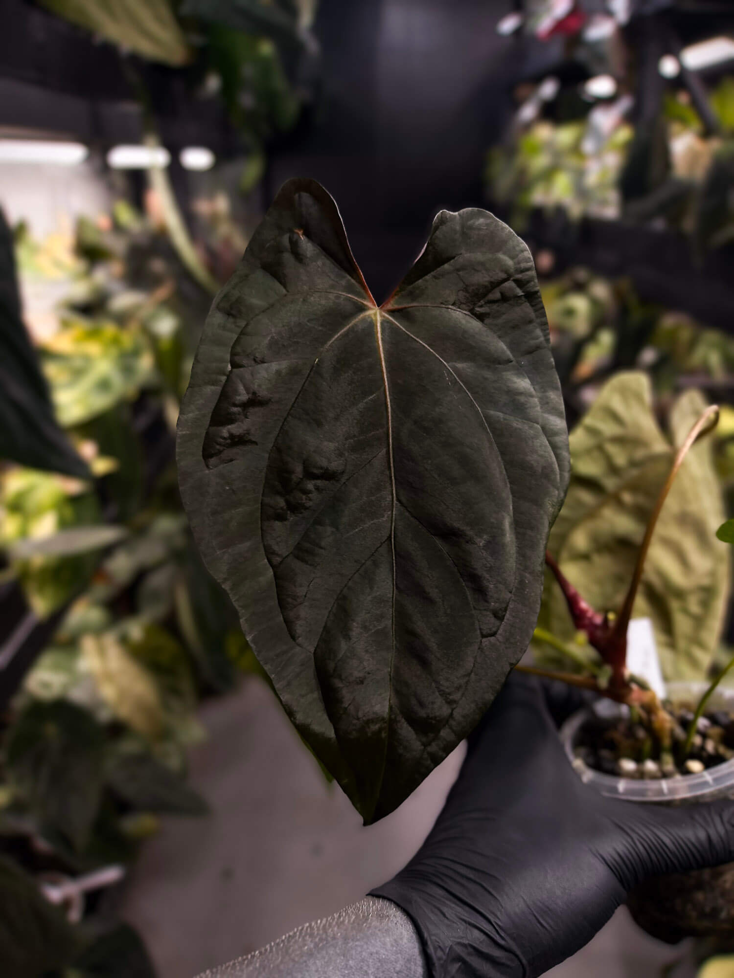 Anthurium #Moloch