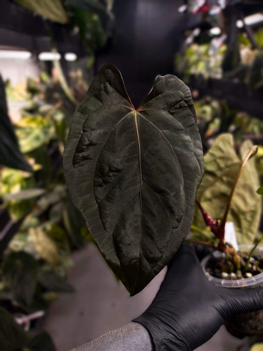 Anthurium #Moloch