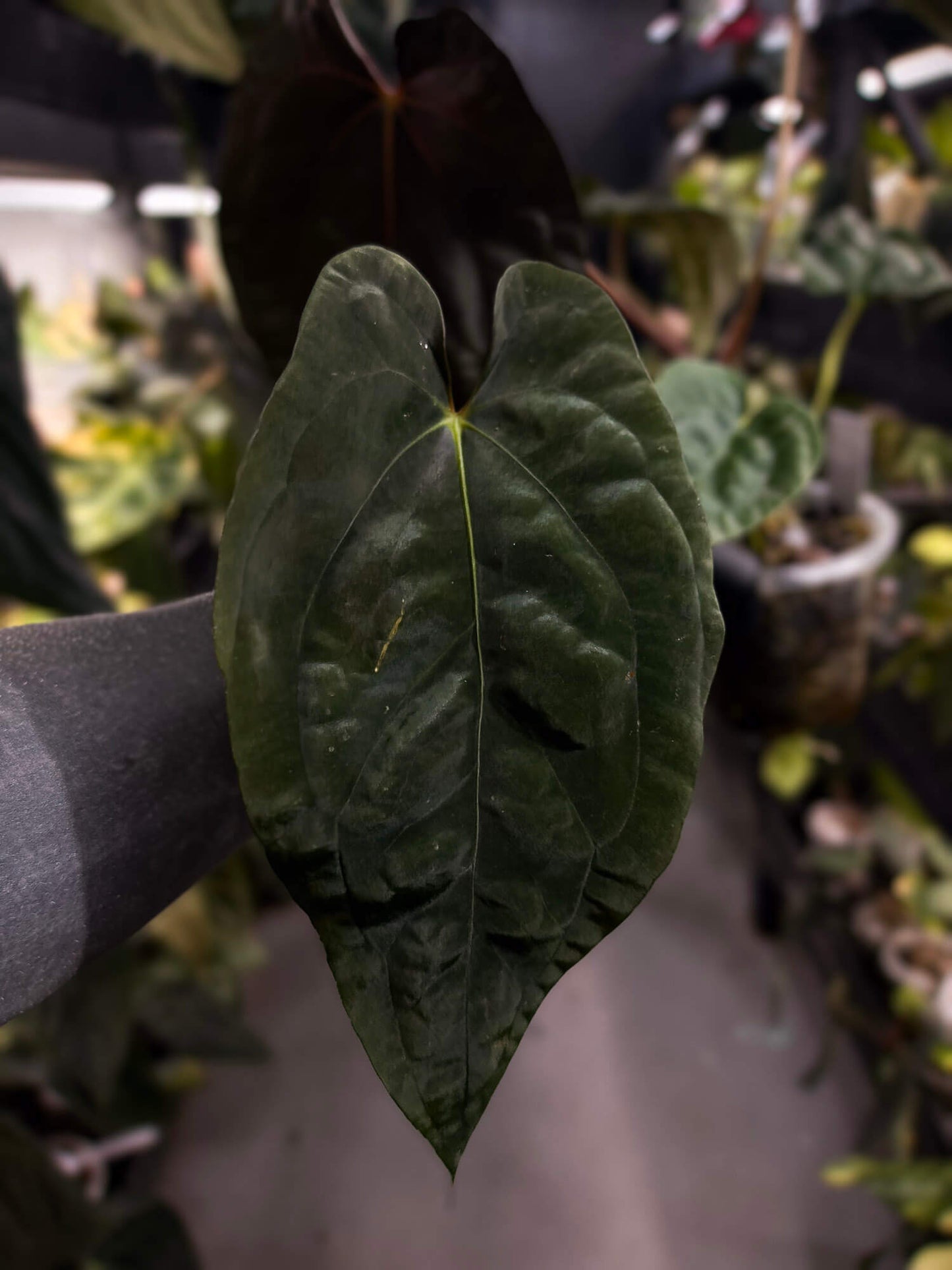 Anthurium #Moloch