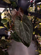 Anthurium #Moloch