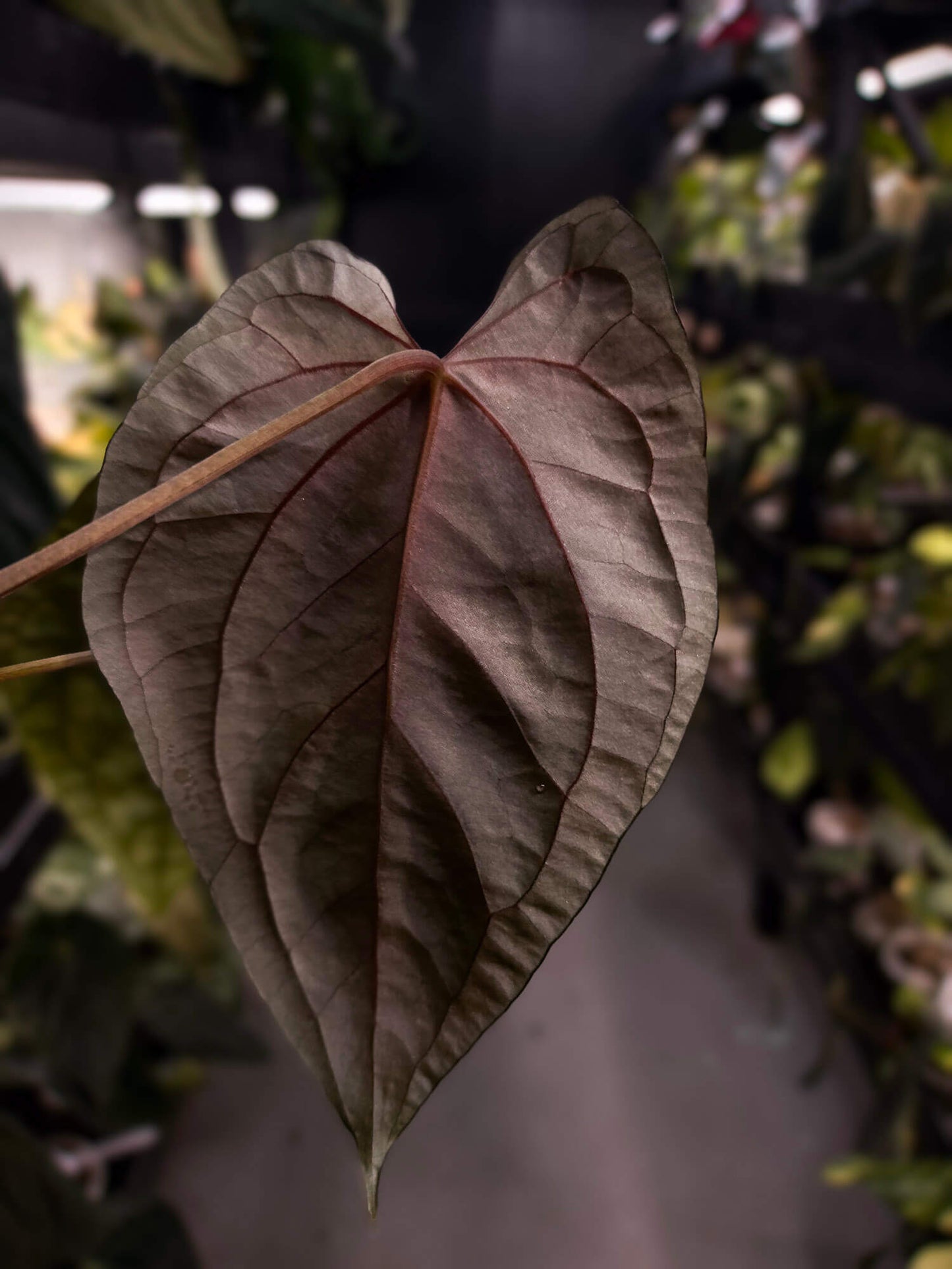 Anthurium #Moloch