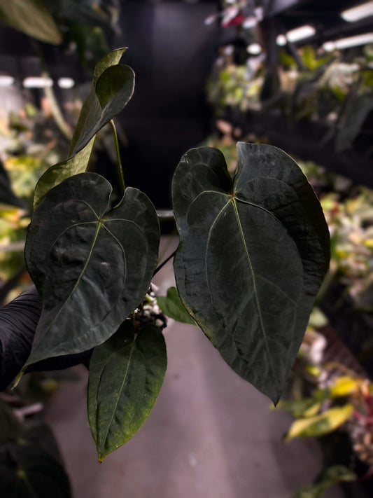 Anthurium forgetii x (antolakii ‘round’ x ‘RA1’)