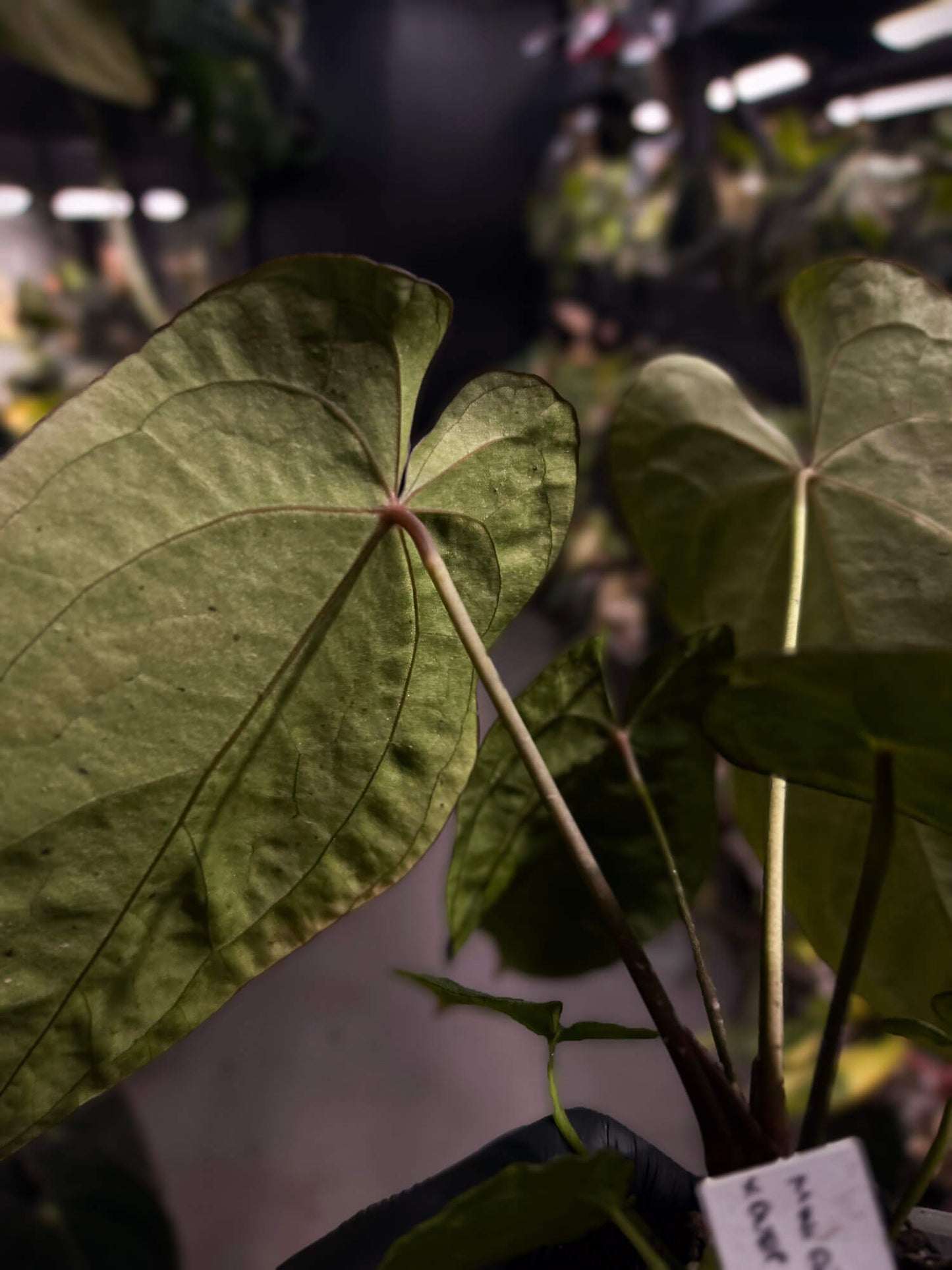 Anthurium forgetii x (antolakii ‘round’ x ‘RA1’)