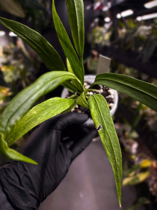 Anthurium vittarifolium variegated