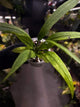 Anthurium vittarifolium variegated