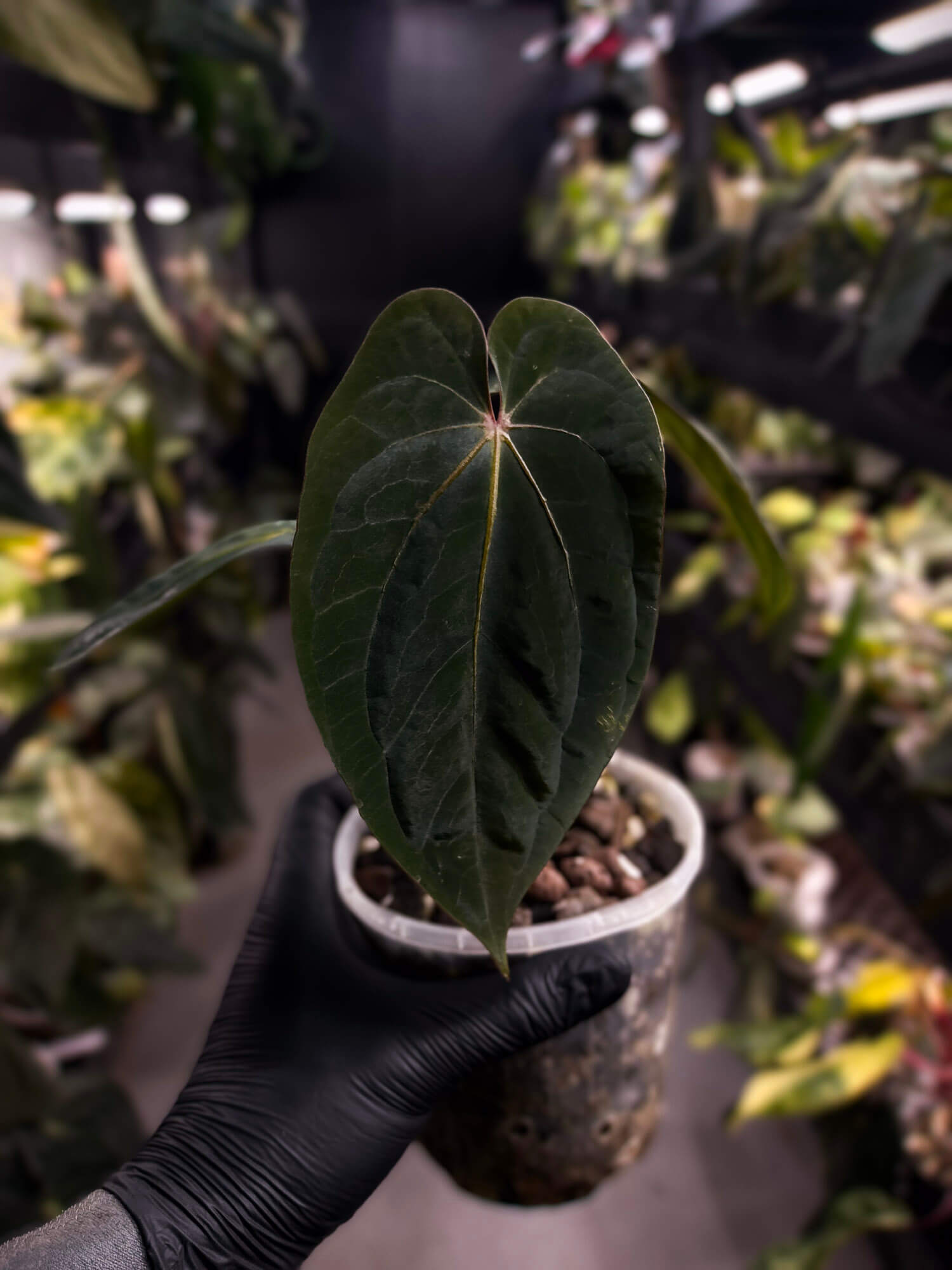Anthurium antolakii / 'BVEP' x 'RVDP'