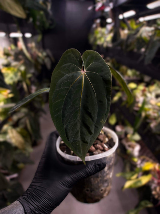 Anthurium antolakii / 'BVEP' x 'RVDP'