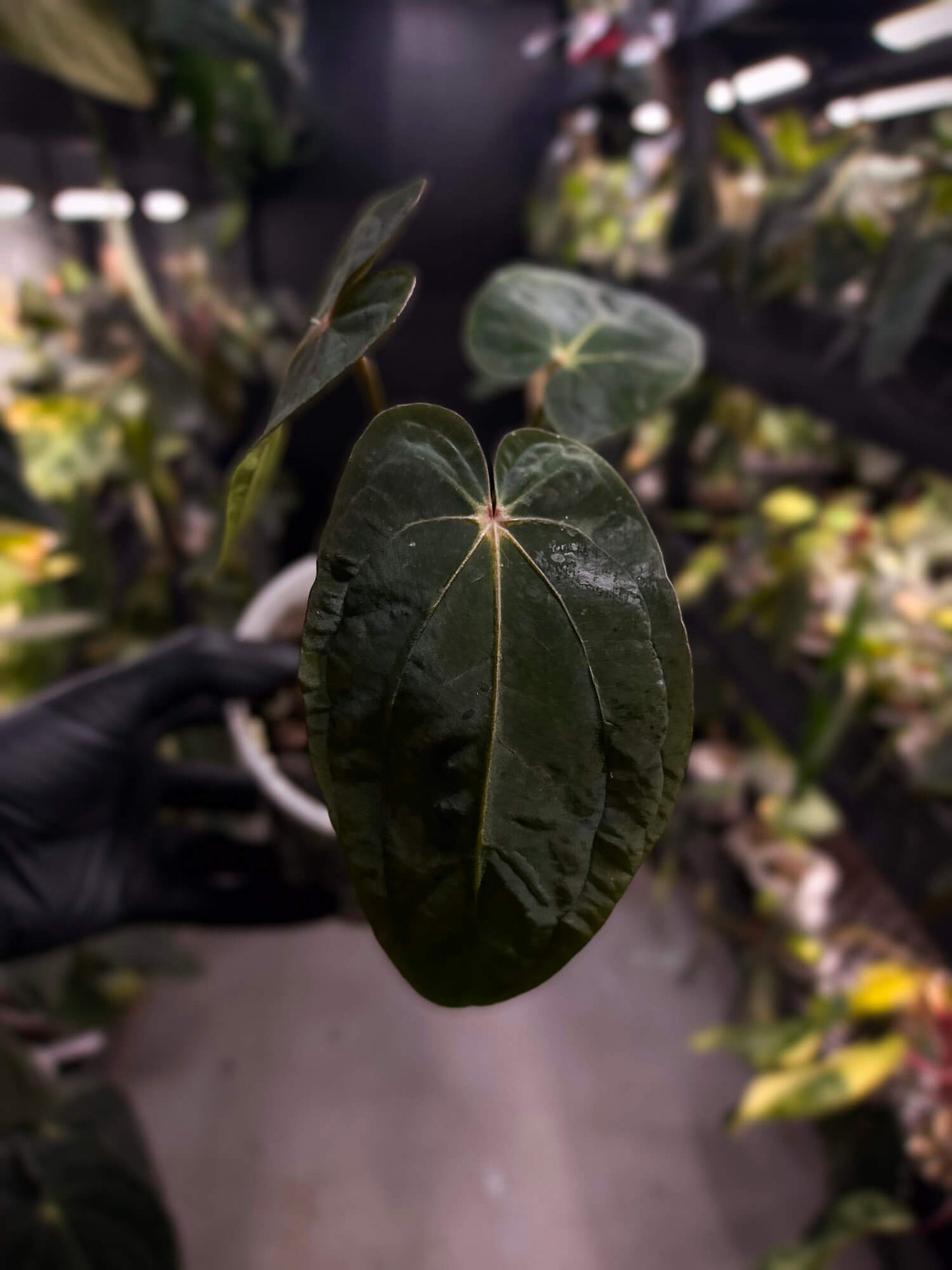 Anthurium antolakii / 'BVEP' x 'RVDP'