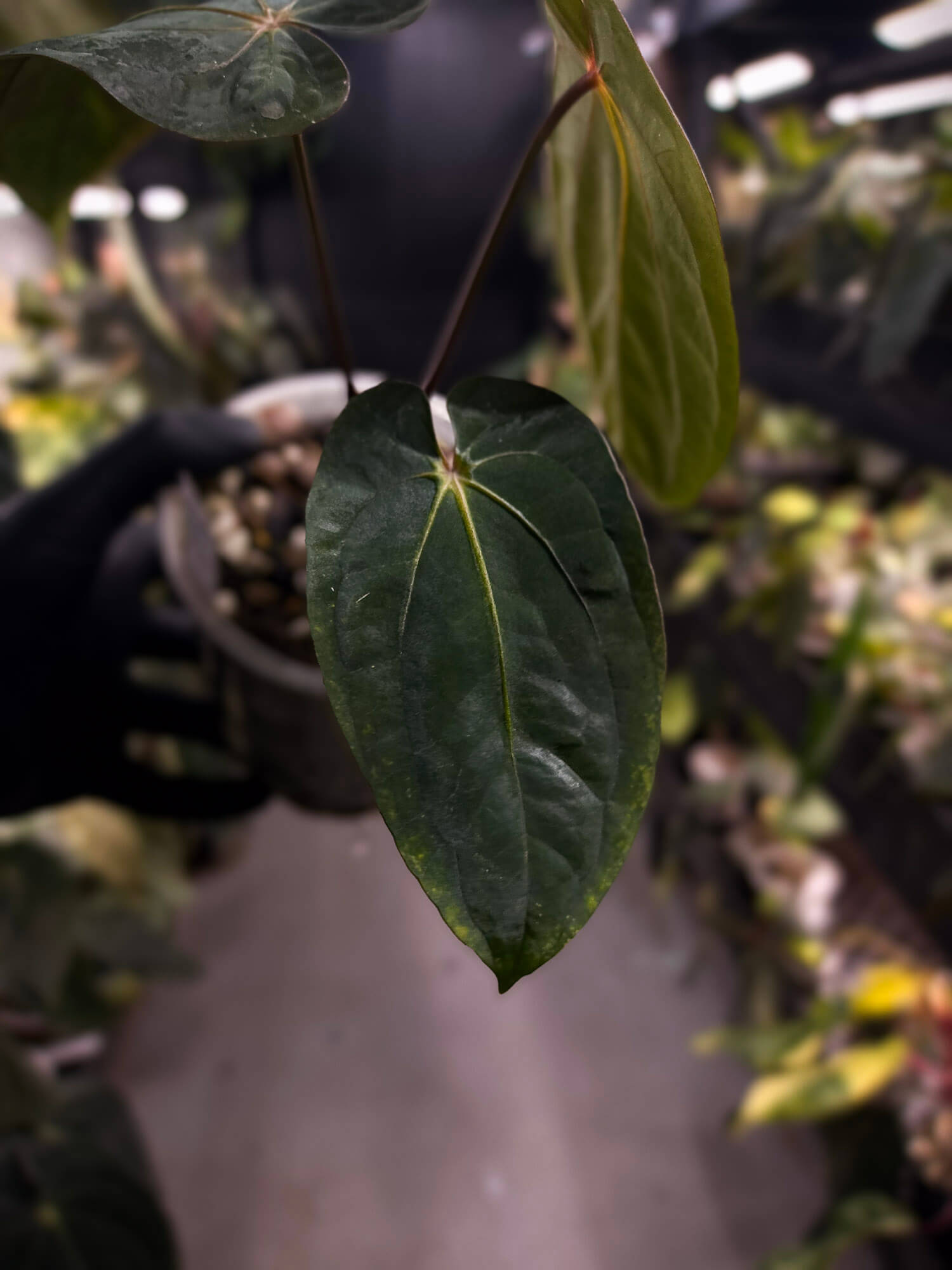Anthurium antolakii / 'BVEP' x 'RVDP'