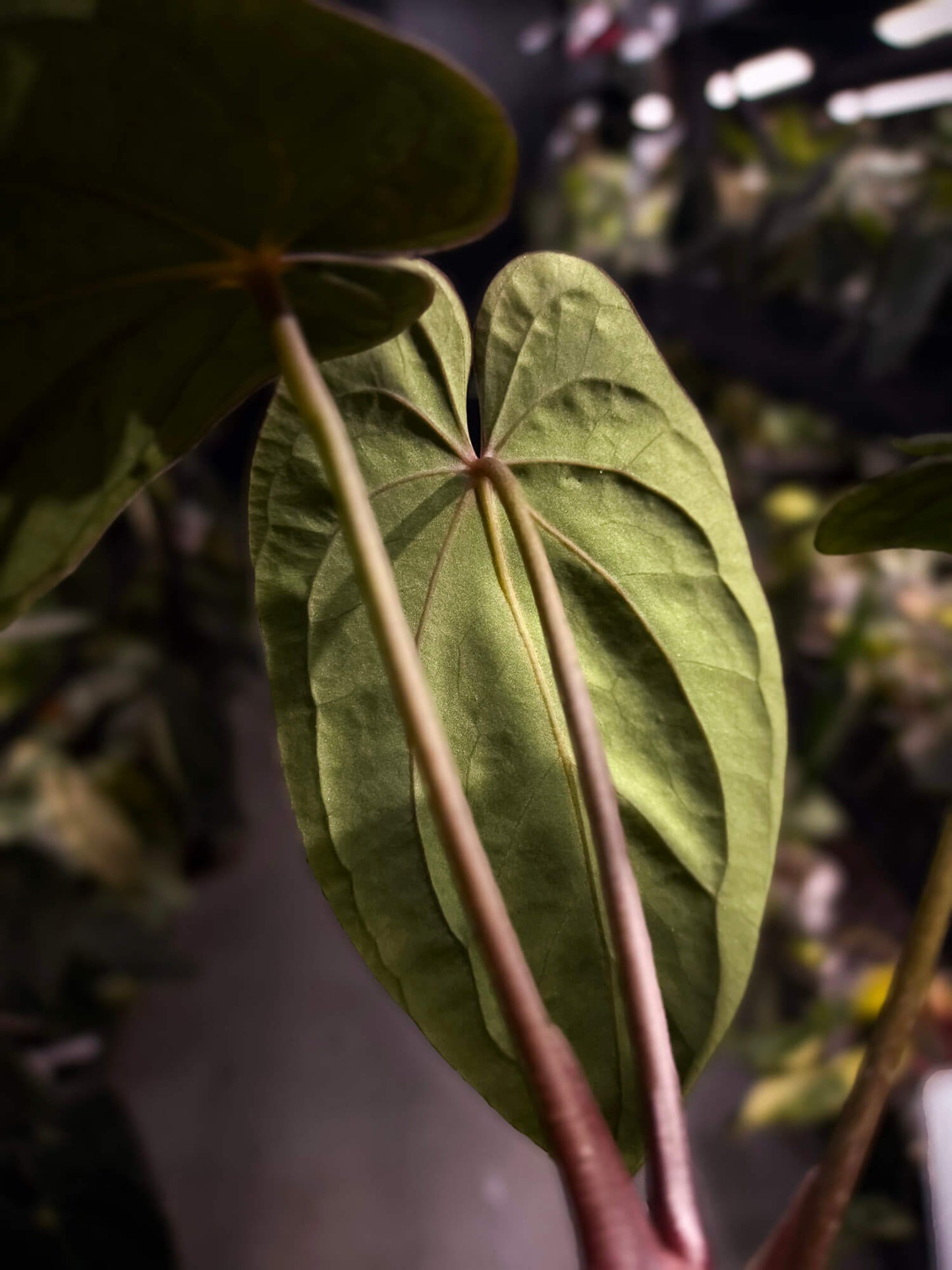 Anthurium antolakii / 'BVEP' x 'RVDP'
