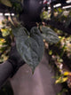 Anthurium 'Dark Phoenix' x 'RVDP'