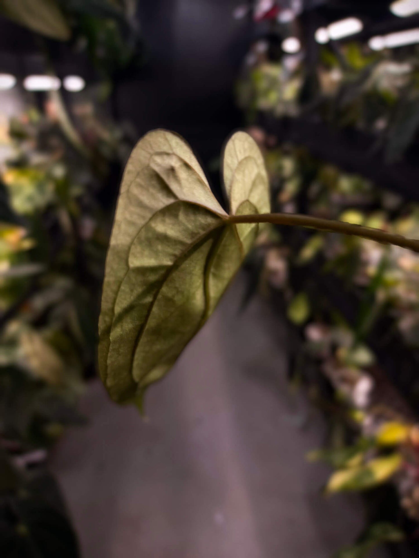 Anthurium 'Dark Phoenix' x 'RVDP'