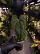 Anthurium #Hecate