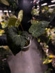Anthurium #Hecate