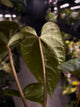 Anthurium #Hecate