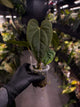 Anthurium #Hecate