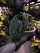 Anthurium #Plug012