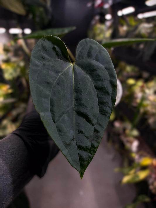 Anthurium #Plug012