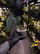 Anthurium #Plug012