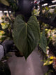 Anthurium #KissinCousins