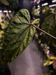 Anthurium #KissinCousins