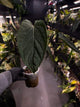 Anthurium #KissinCousins