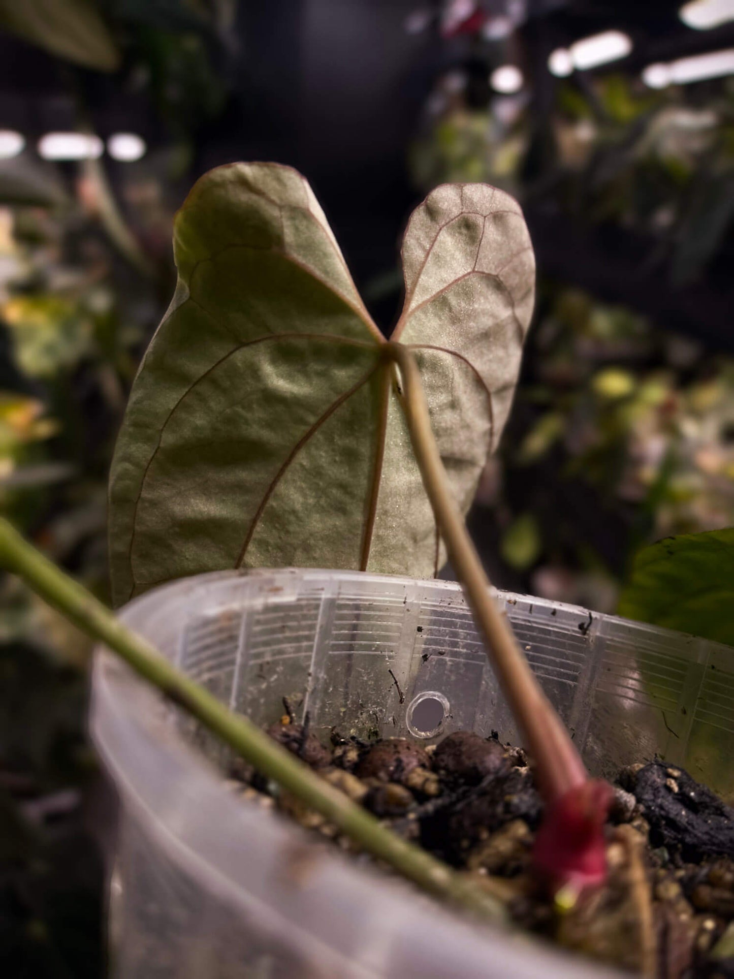 Anthurium #AndrasDagger • select