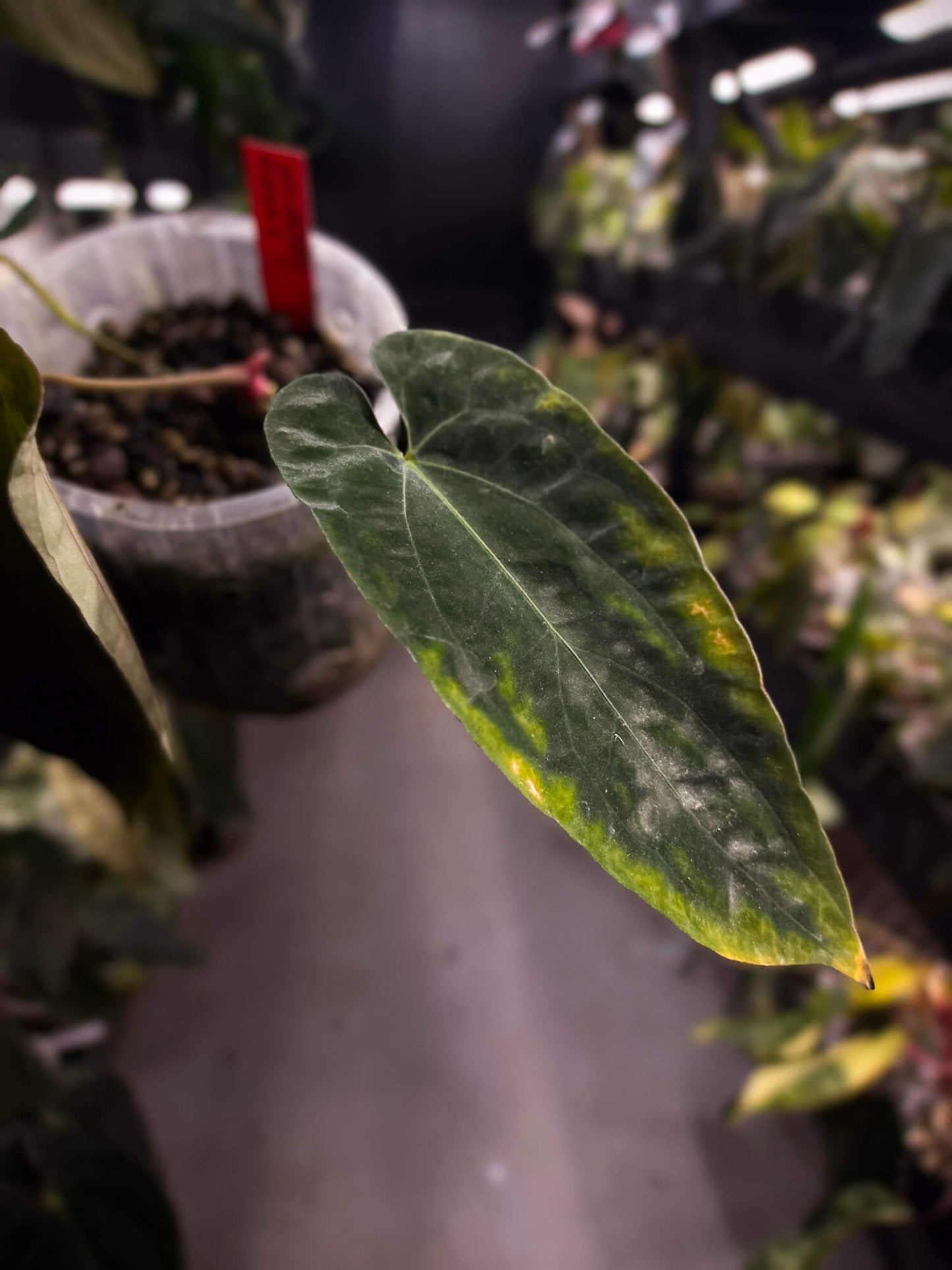 Anthurium #AndrasDagger • select