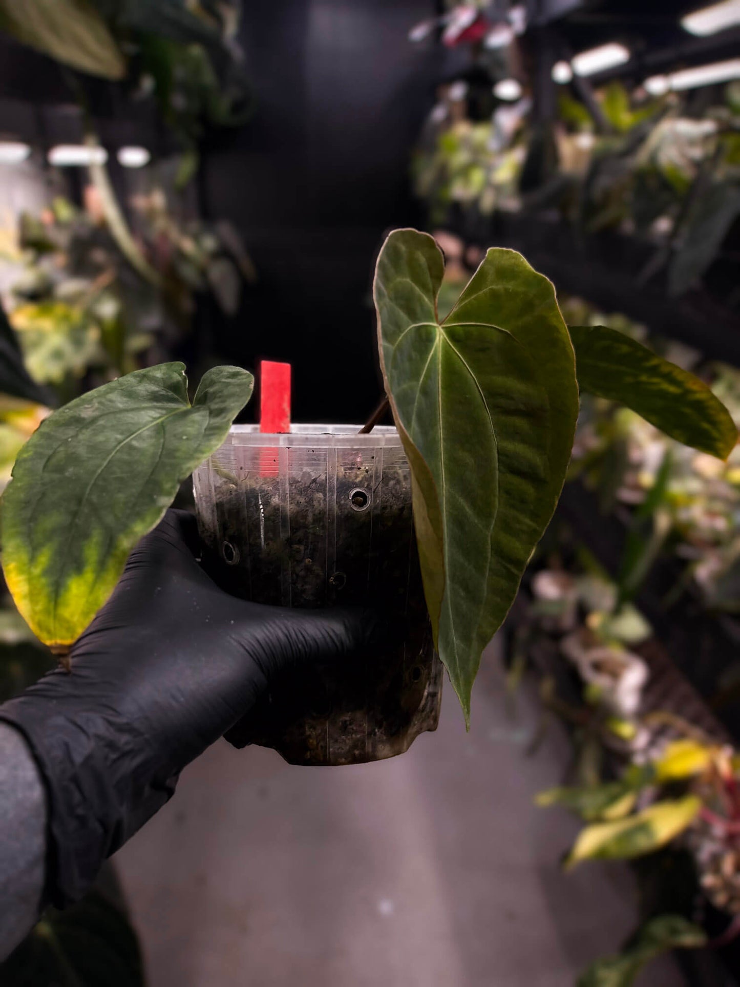 Anthurium #AndrasDagger • select