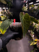 Anthurium #AndrasDagger • select