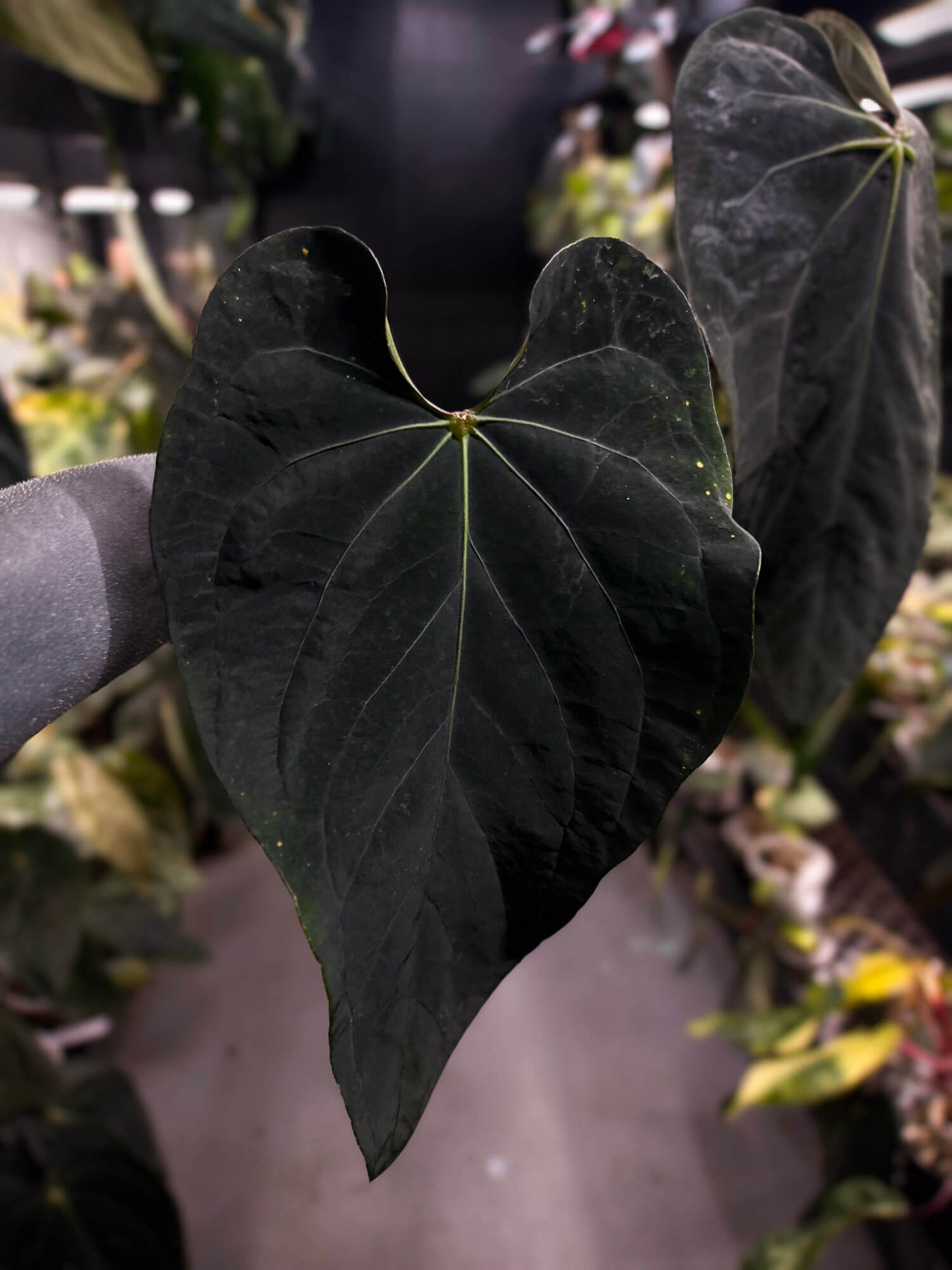 anthurium basilisk Anthurium #BlackBasilisk '2' • select – The Plant Plug