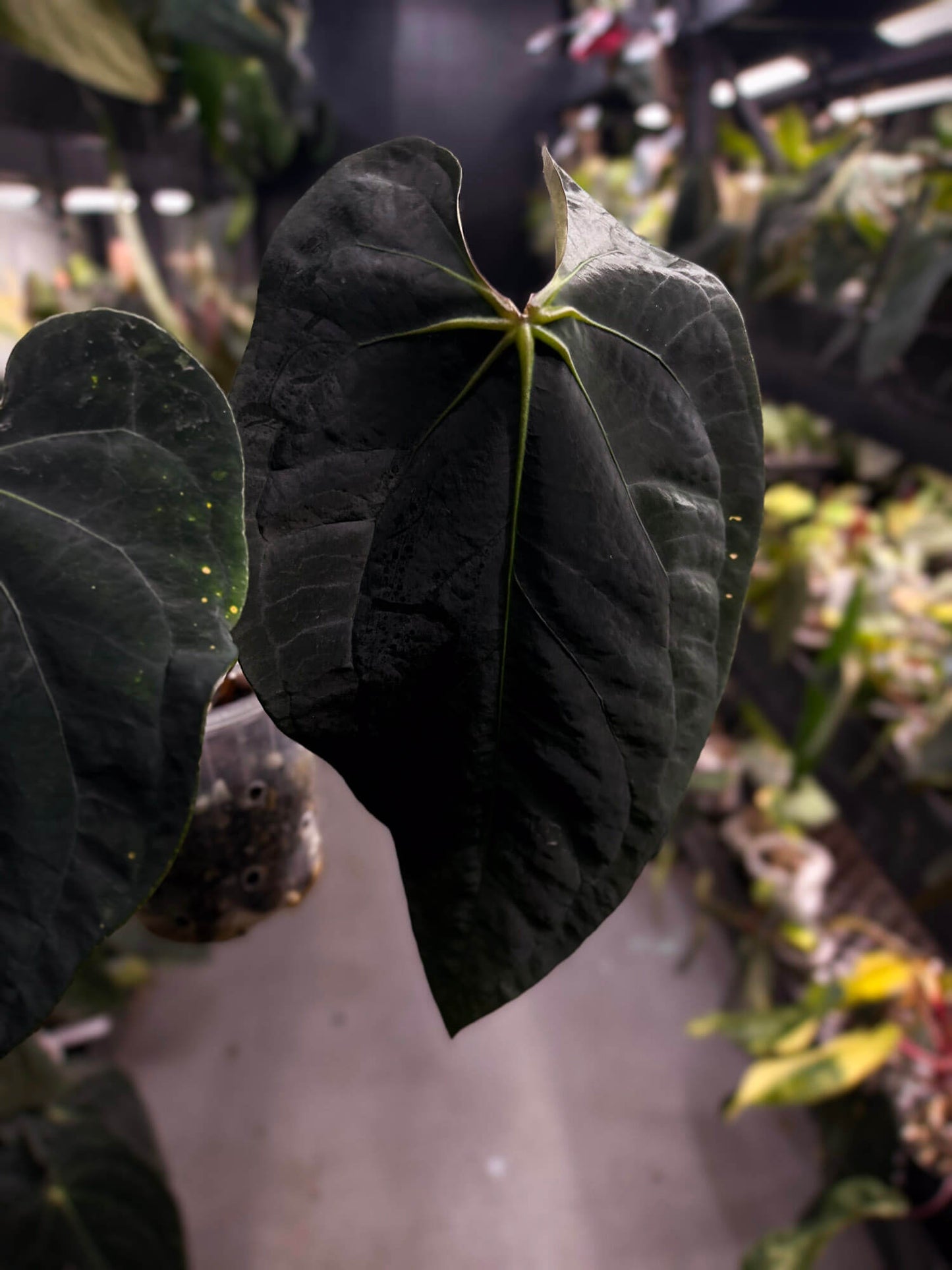 Anthurium #BlackBasilisk '2' • select