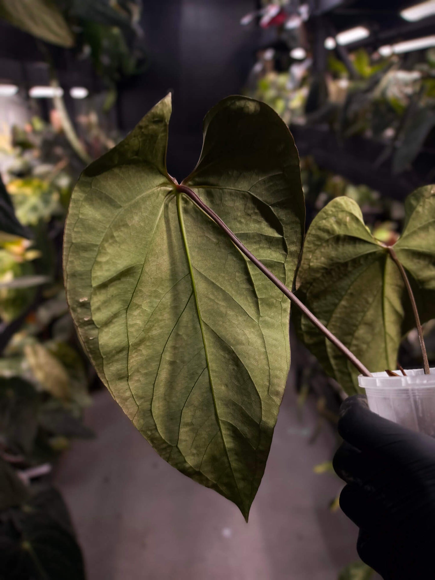 Anthurium #BlackBasilisk '2' • select