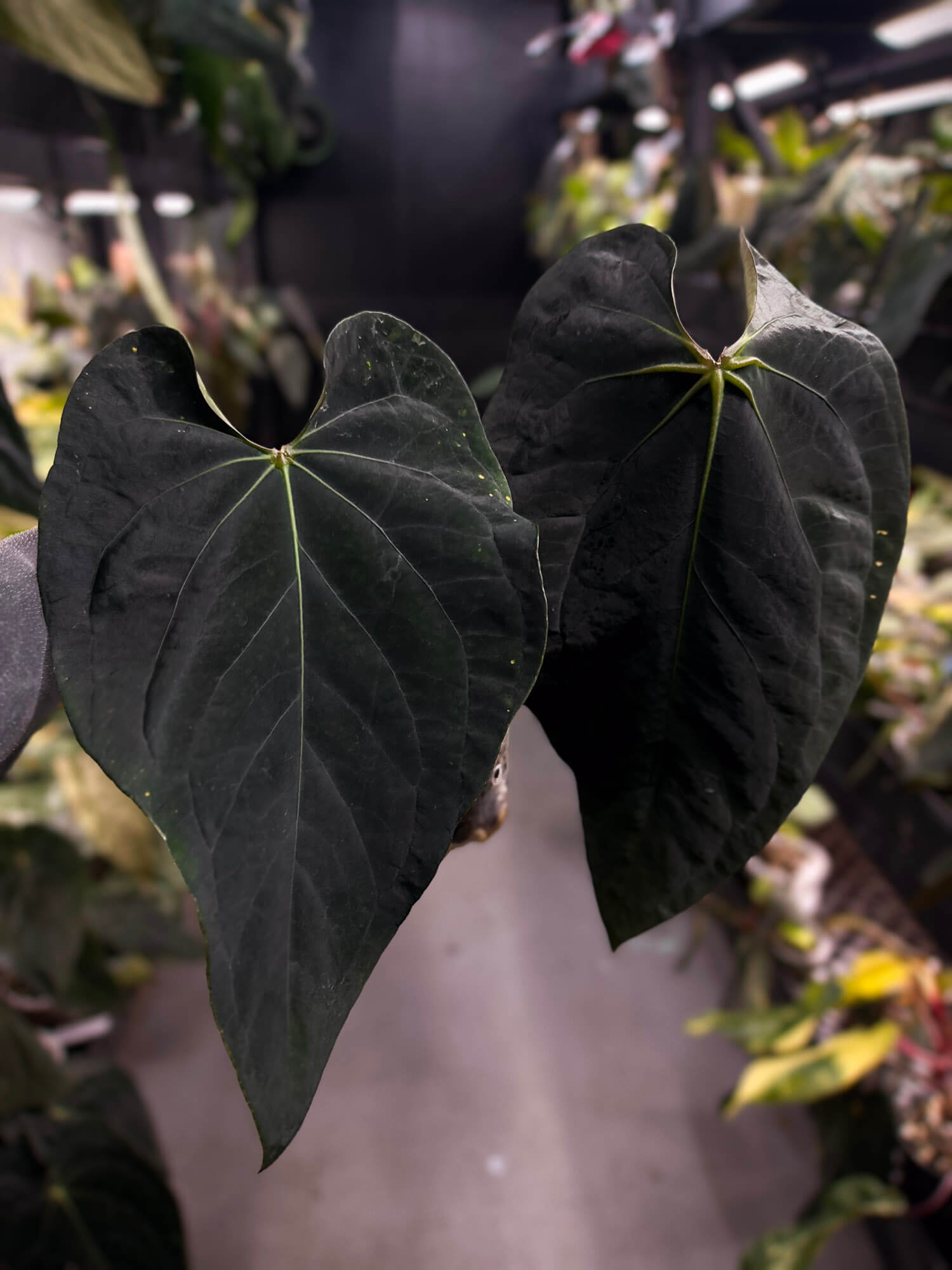 Anthurium #BlackBasilisk '2' • select