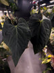 Anthurium #BlackBasilisk '2' • select