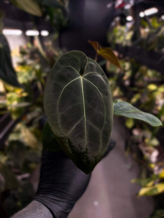 Anthurium forgetii hybrid x besseae aff 'Elektra'