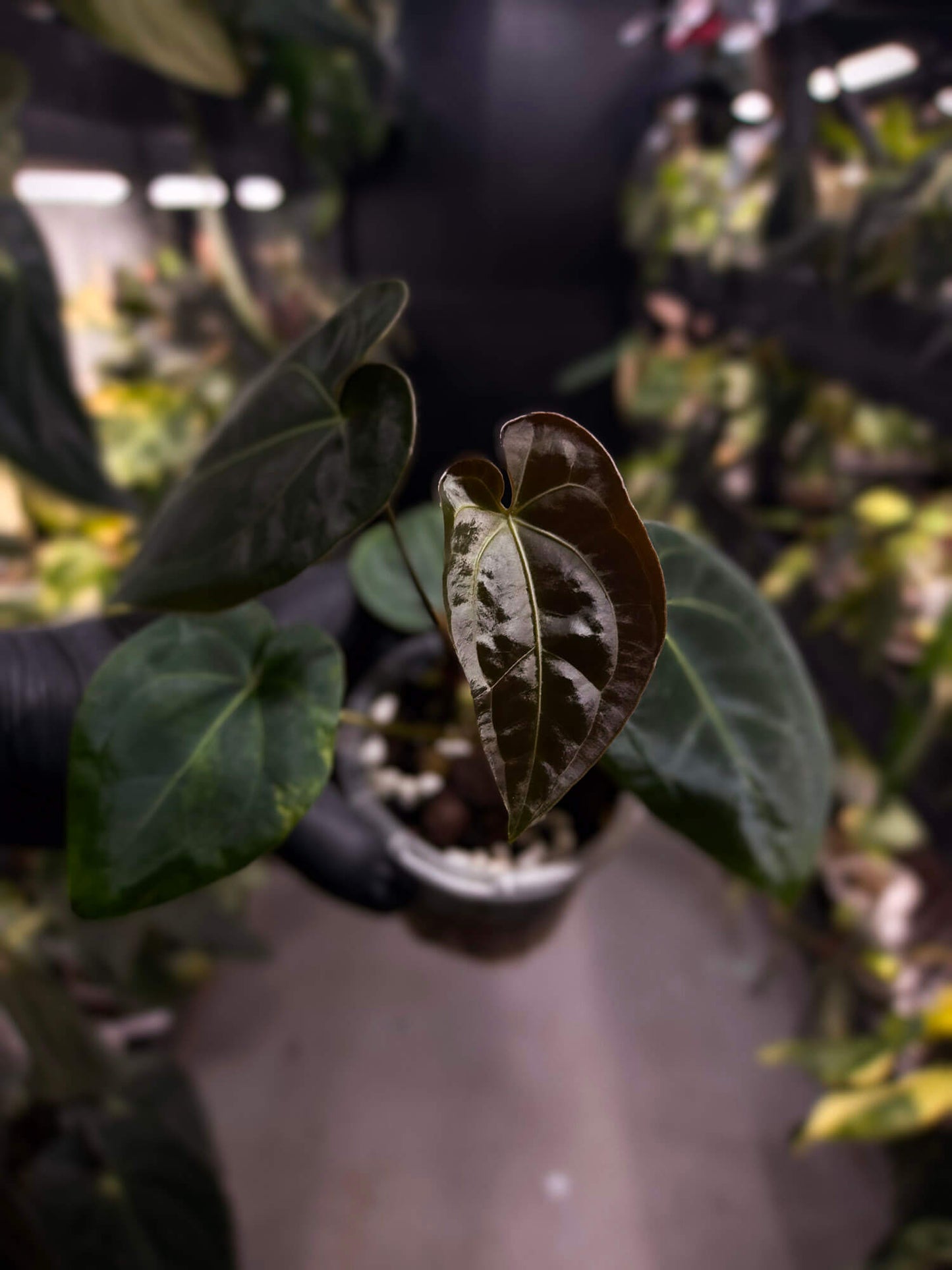 Anthurium forgetii hybrid x besseae aff 'Elektra'