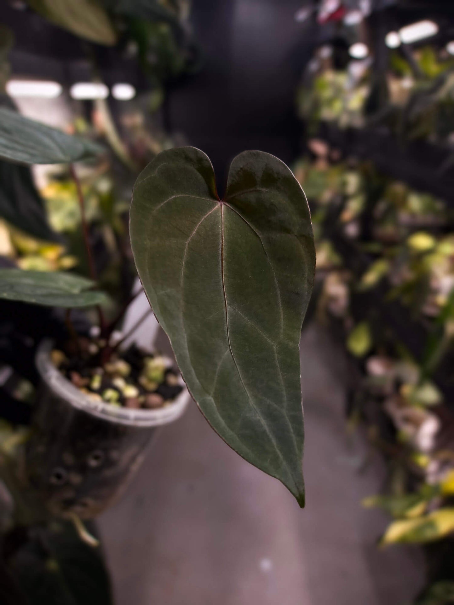 Anthurium ('Hoffx' x #BlackCherry) x #VolcanicAsh