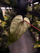 Anthurium ('Hoffx' x #BlackCherry) x #VolcanicAsh