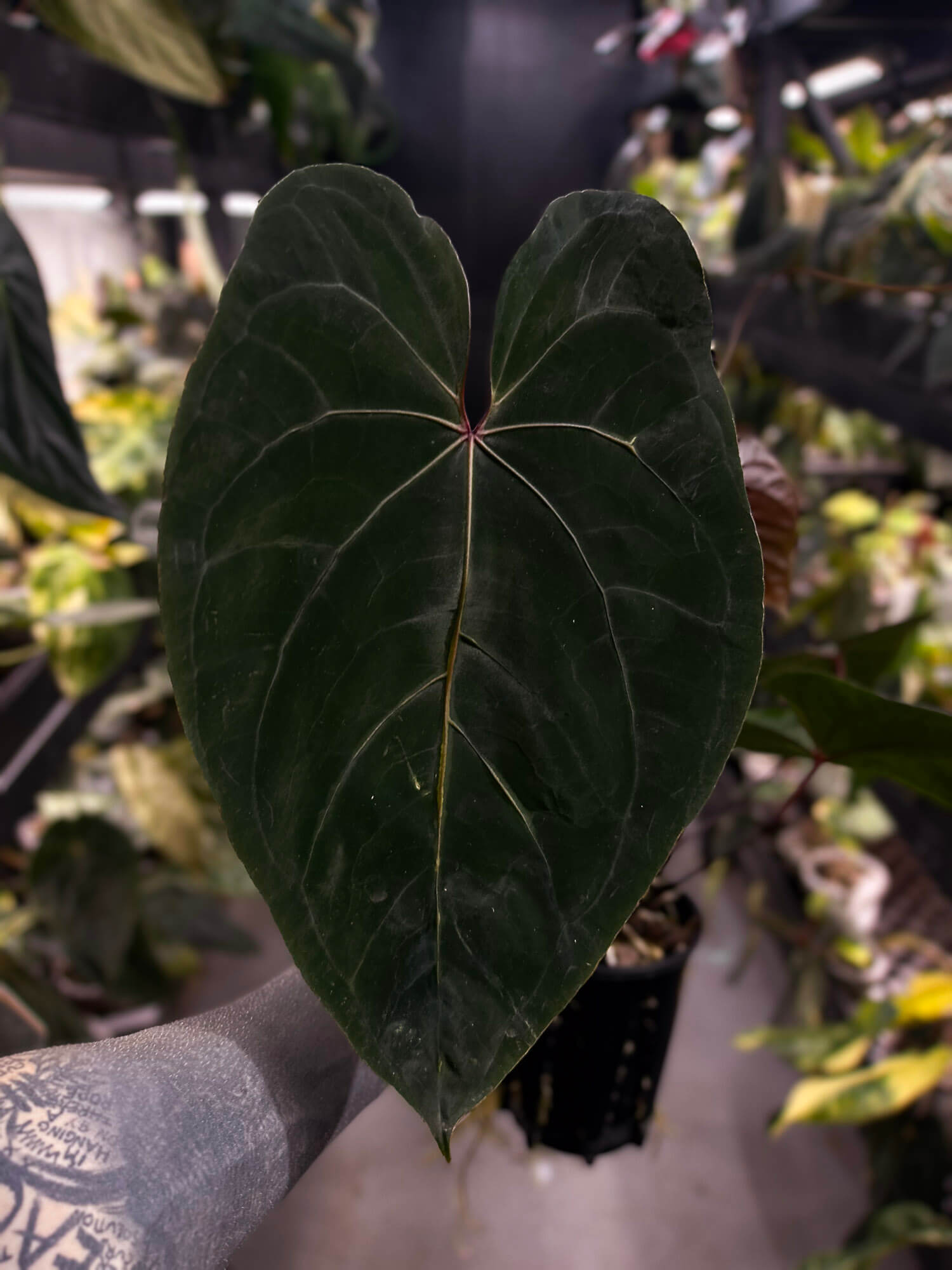 Anthurium ('Hoffx' x #BlackCherry) x #VolcanicAsh
