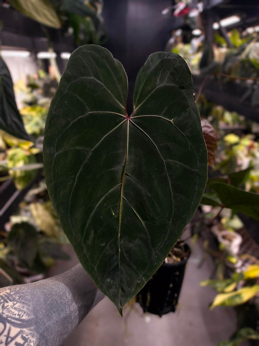 Anthurium ('Hoffx' x #BlackCherry) x #VolcanicAsh