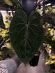Anthurium ('Hoffx' x #BlackCherry) x #VolcanicAsh