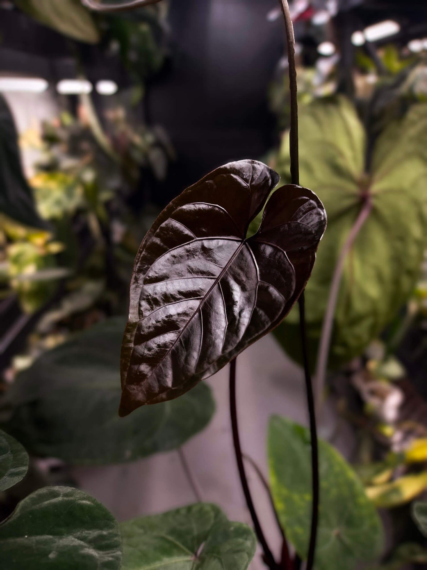 Anthurium ('Hoffx' x #BlackCherry) x #VolcanicAsh
