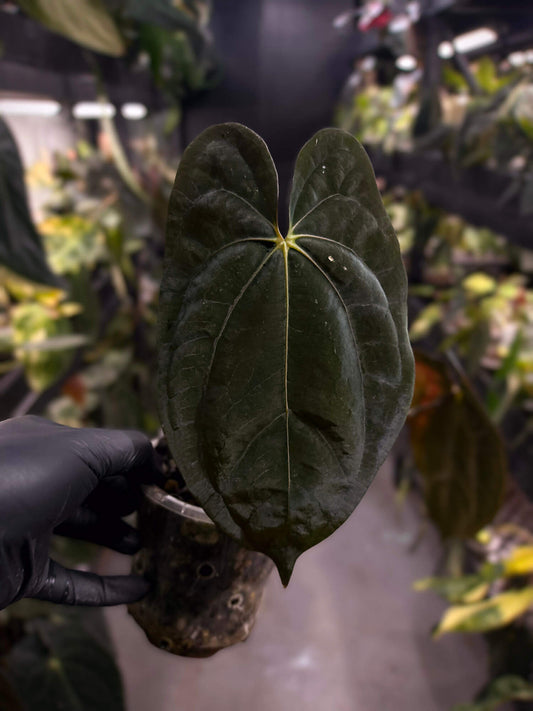Anthurium papillilaminum x 'RVDP' • select