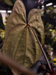 Anthurium papillilaminum x 'RVDP' • select
