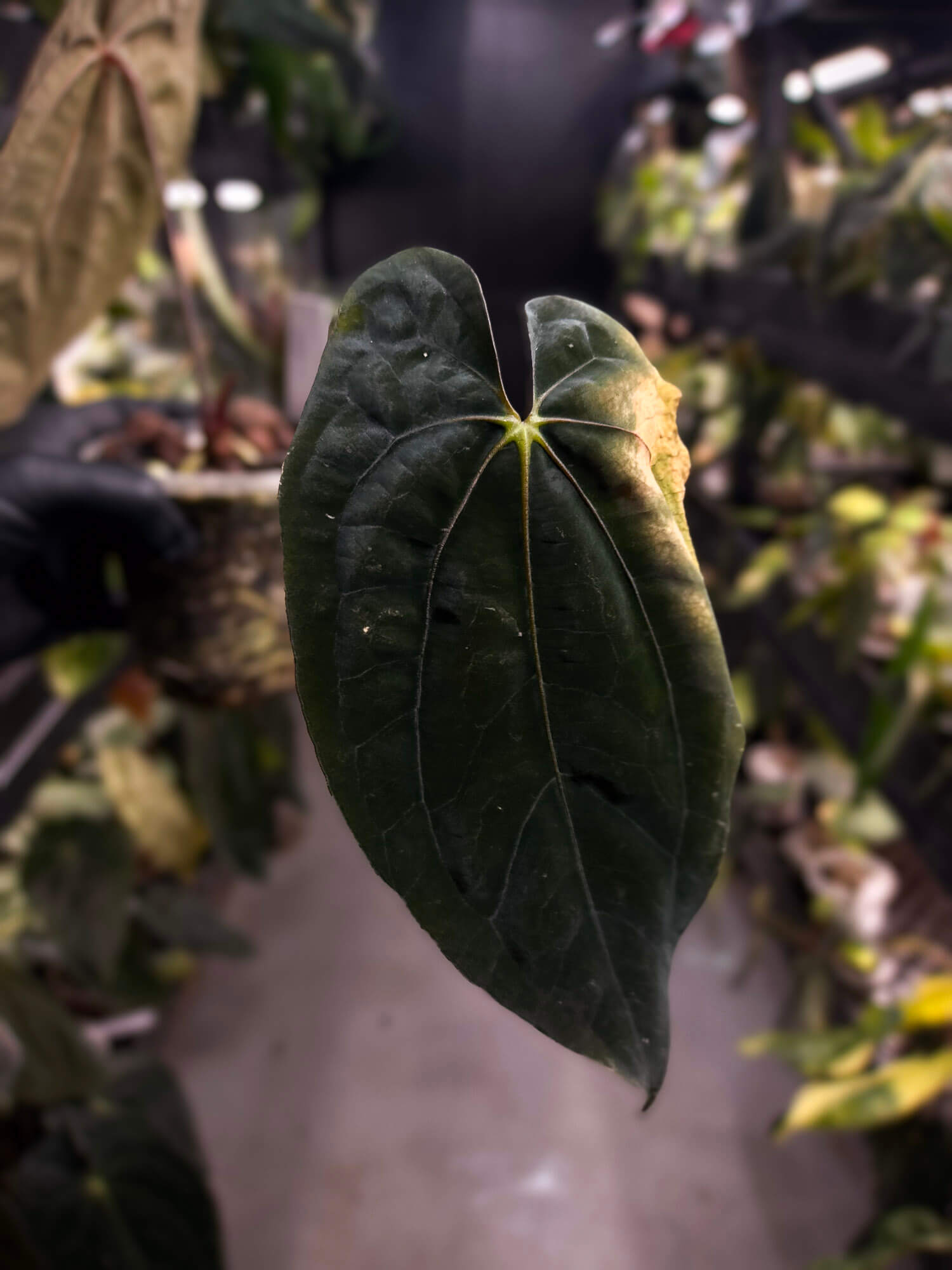 Anthurium papillilaminum x 'RVDP' • select