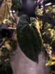 Anthurium papillilaminum x 'RVDP' • select